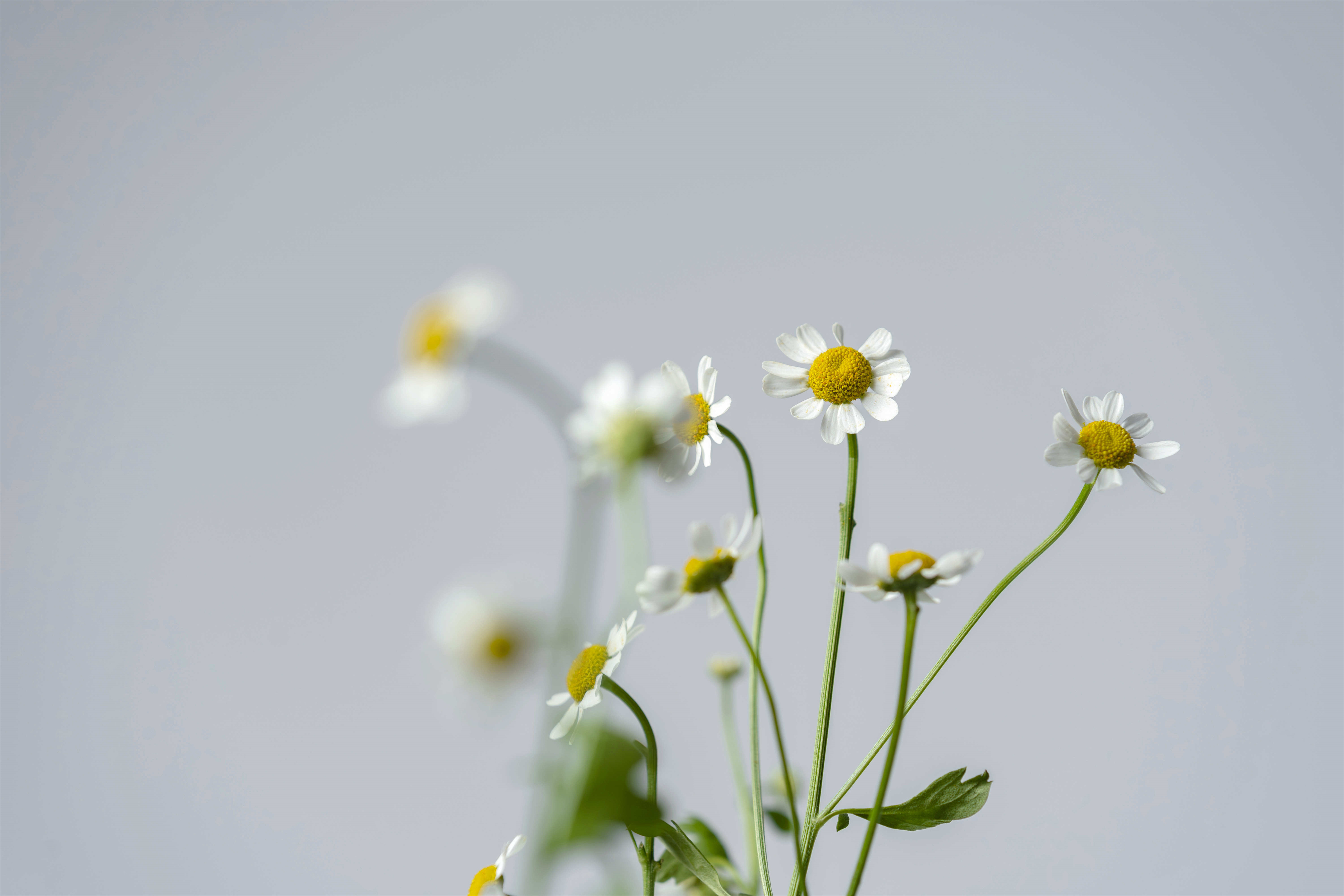 《Summer Collection》Chamomile Oolong