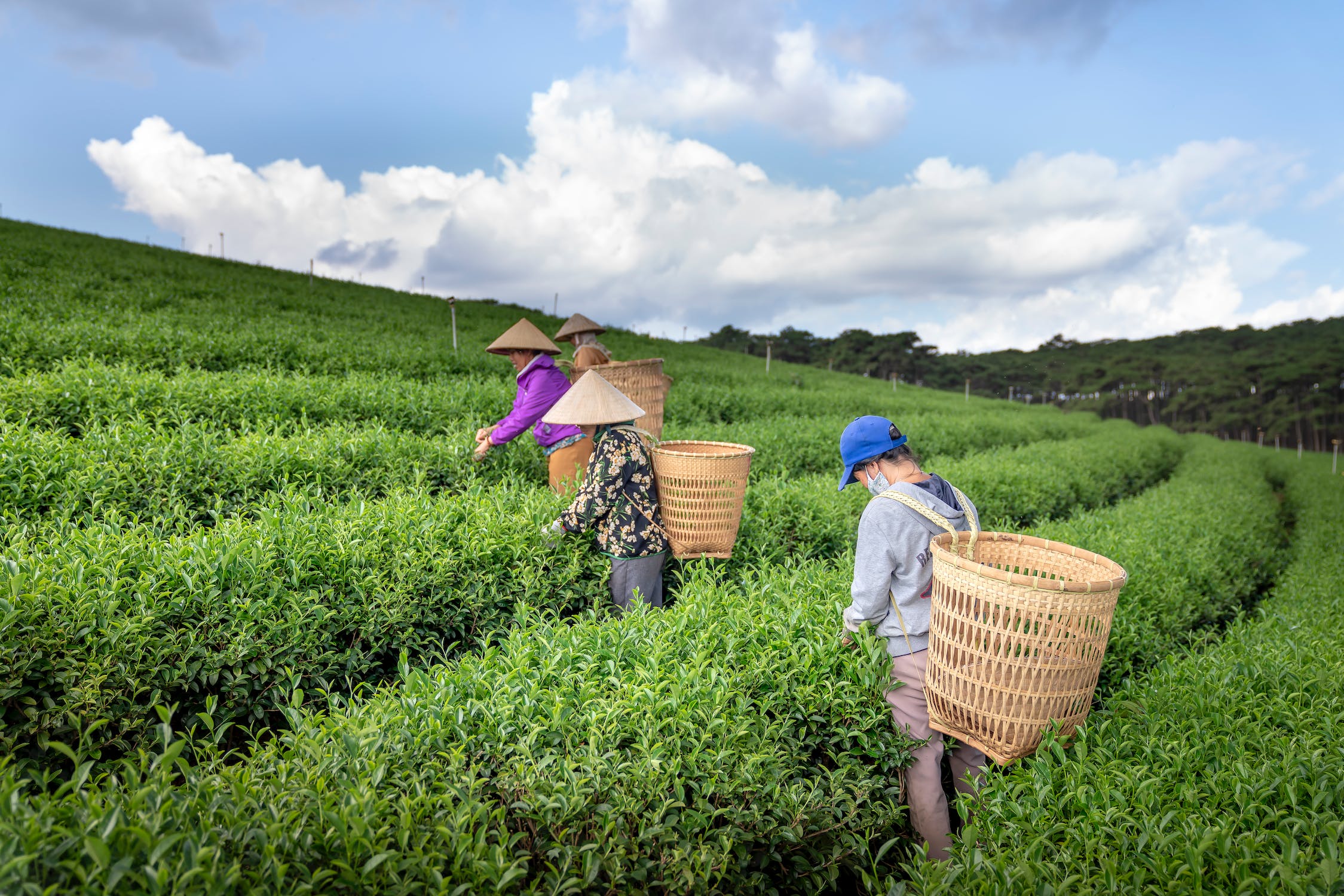 Hi Tea 初次見面